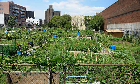 From Growing Edible Forests to Banking Heirloom Seeds, Solutions to Keeping Your Food Local From Growing Edible Forests to Banking Heirloom Seeds, Solutions to Keeping Your Food Local