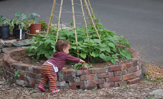 community gardens5 8 16