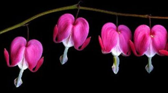 Emotions: A Doorway to Peace Emotions: A Doorway to Peace