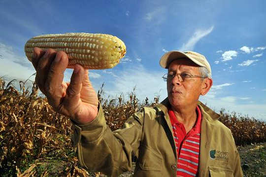 As Global Food Demand Rises, Climate Change Is Hitting Our Staple Crops