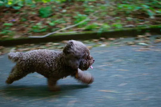 Are You Walking Your Dog Enough?