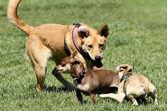 Bigger Dogs Outdo Little Ones At This Intelligence Test Bigger Dogs Outdo Little Ones At This Intelligence Test