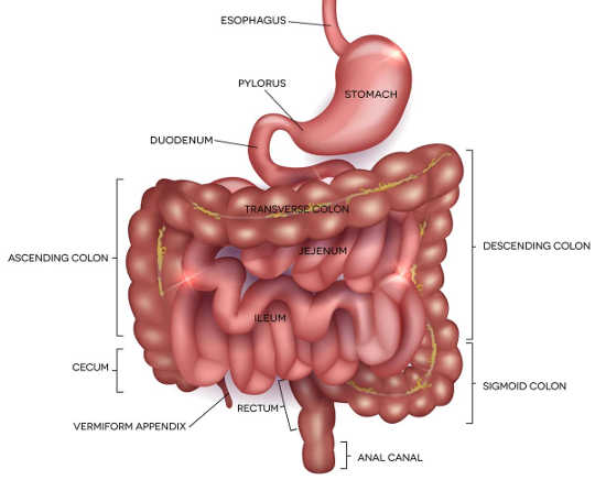 What Causes Bloating And Gassiness?