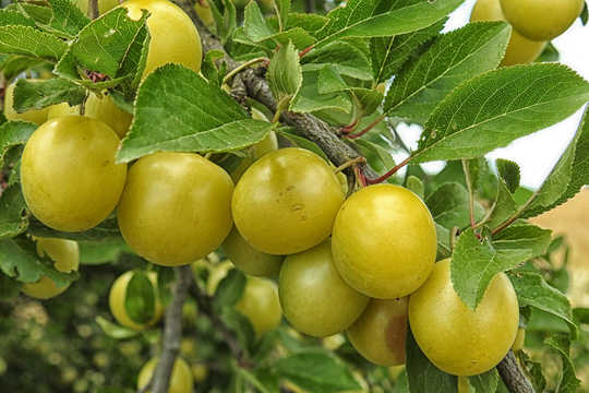 The Kakadu Plum Is An International Superfood Thousands Of Years In The Making The Kakadu Plum Is An International Superfood Thousands Of Years In The Making