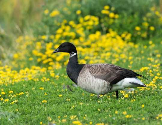 How Climate Breakdown Is Knocking The Natural World Out Of Sync And Why We Should All Be Worried How Climate Breakdown Is Knocking The Natural World Out Of Sync And Why We Should All Be Worried