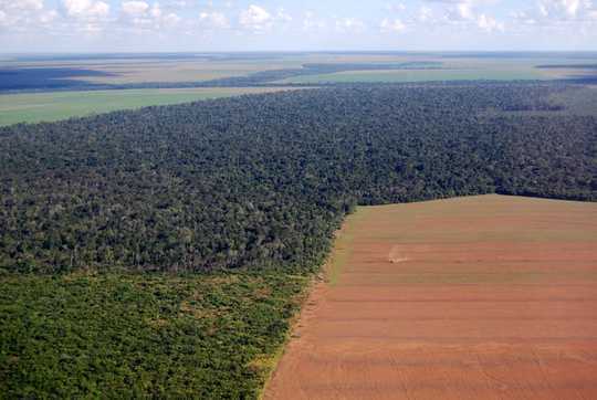 8 Ways You Can Help Stop The Rainforest Burning