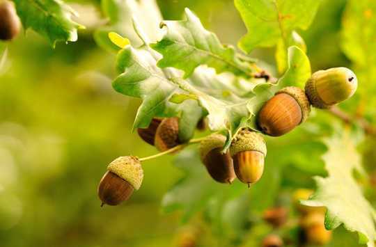 Tons Of Acorns? It Must Be A Mast Year Tons Of Acorns? It Must Be A Mast Year