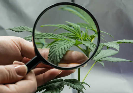 10 Pros and Cons of Legalizing Cannabis 10 Pros and Cons of Legalizing Cannabis