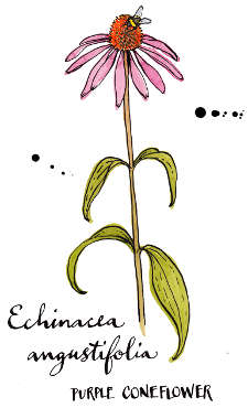 Echinacea Echinacea