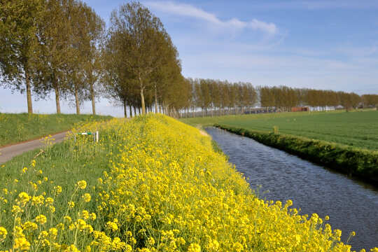 Life Leads the Way: Visionary Mustard Seed
