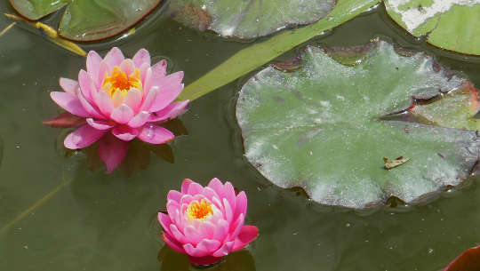 Simple Processes to Attune to the Energy of Love and Compassion Simple Processes to Attune to the Energy of Love and Compassion