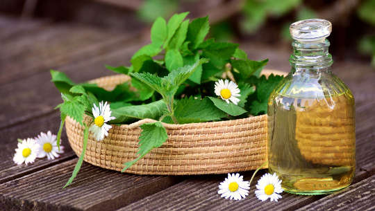 Can Plants Can Treat Pain and Diarrhea? medicinal herbs