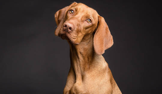 Your Dog Knows You Better than You Know Yourself close-up photo of a dog's face