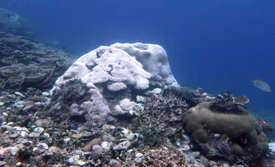 Why Coral Reefs May Be Gone At 1.5°c Of Global Warming corral reefs climate change2 2 3
