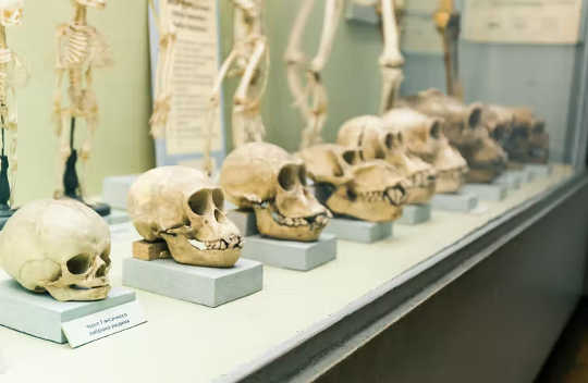 How Will Humans Change In The Next 10,000 Years? how humans will evolve 3 15