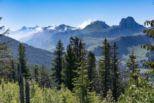The Pine Tree's Spiritual Uses and Remedies pne trees with the Rocky Mountains in the background