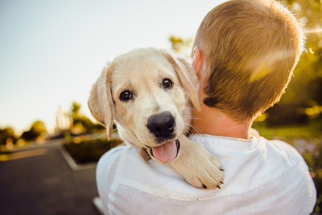 Dogs Demystified: Seeing, Studying, and Rethinking Dogs