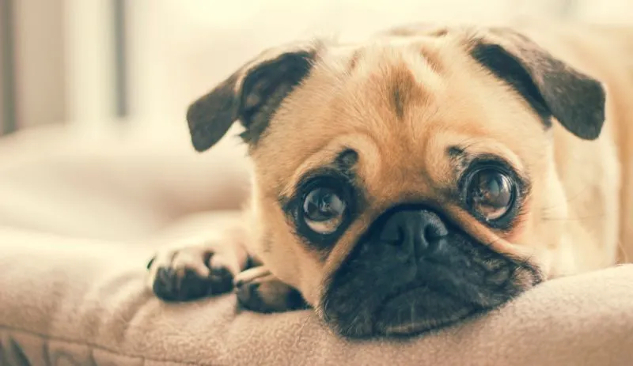 How does your stress affect your dog’s mood and health?