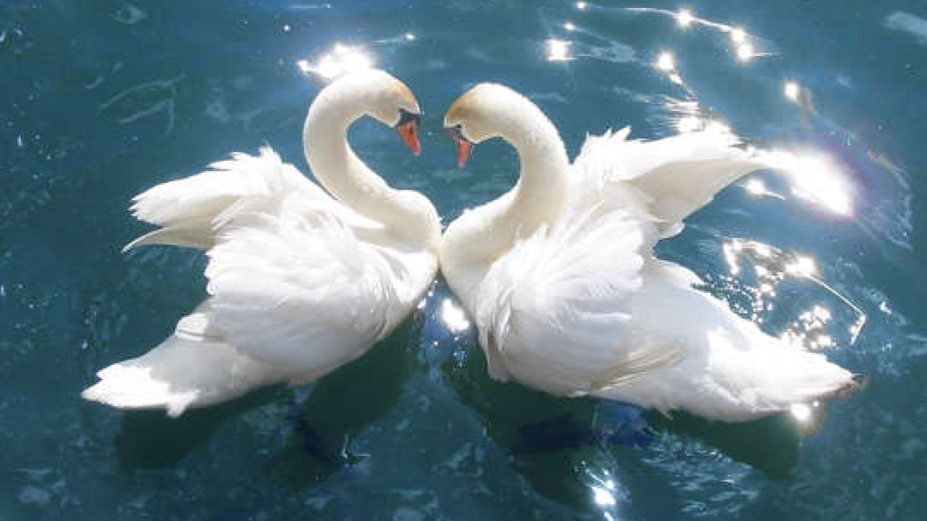 Exploring Interspecies Communication and Empathy