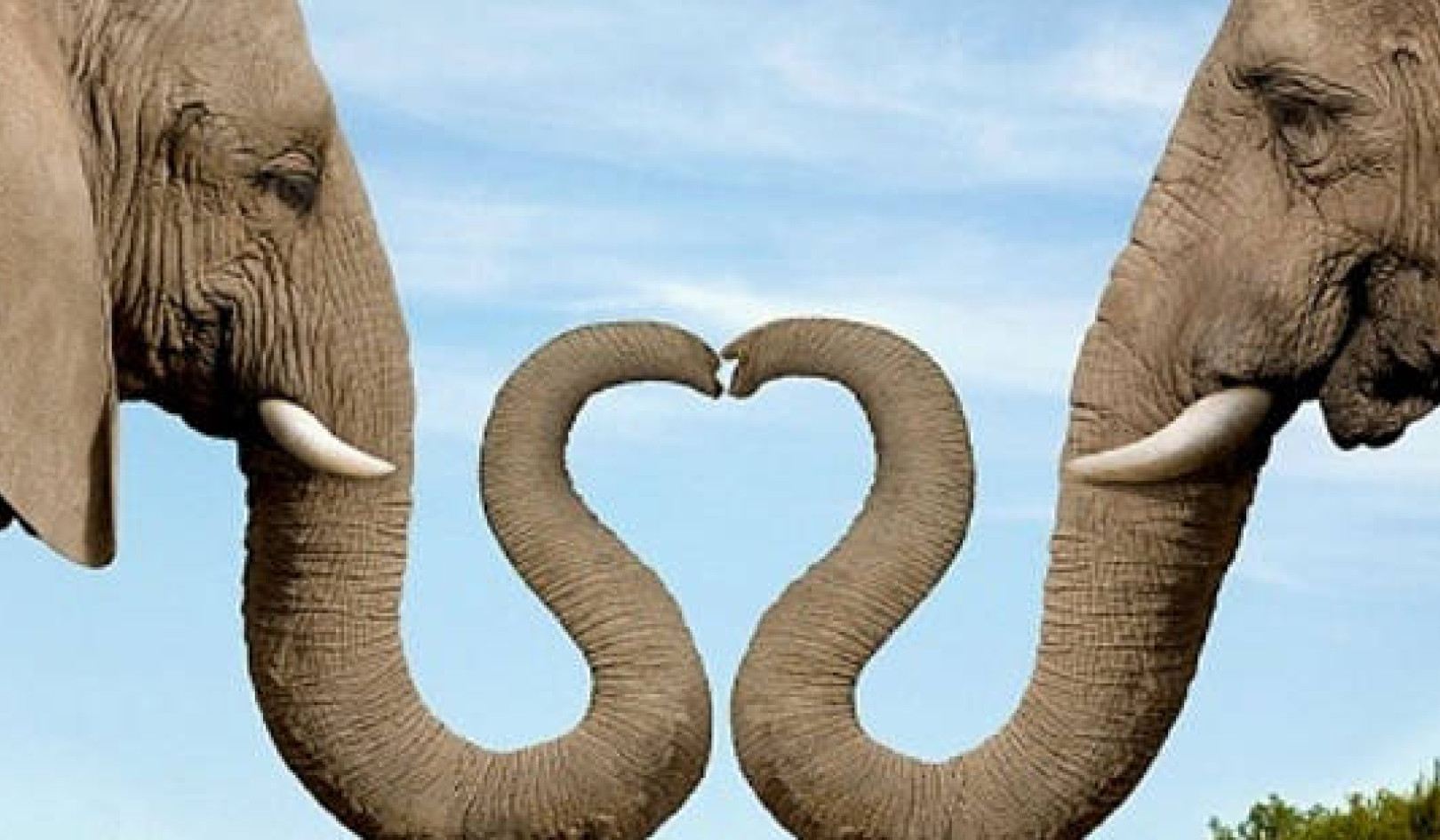 What an Elephant and a Puppy Taught Me About Love and Healing